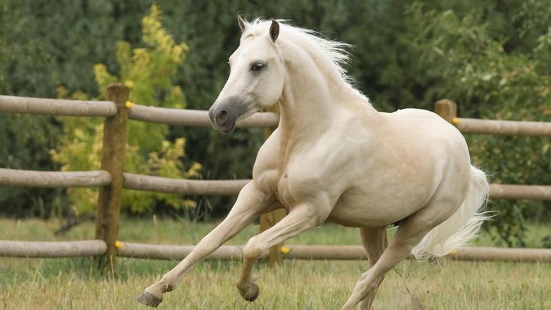 Welsh Pony wallpapers HD
