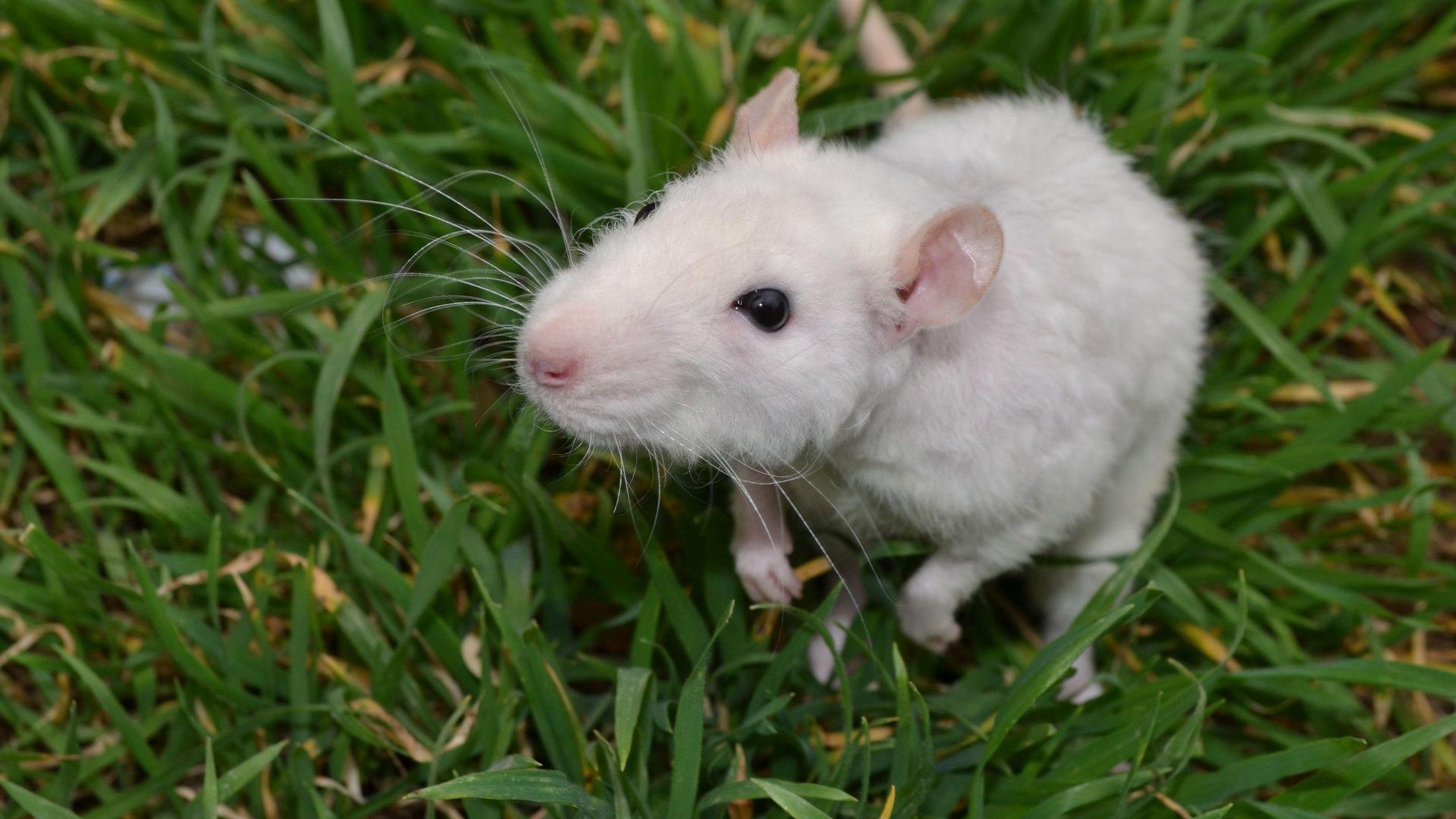 White Mouse wallpapers HD
