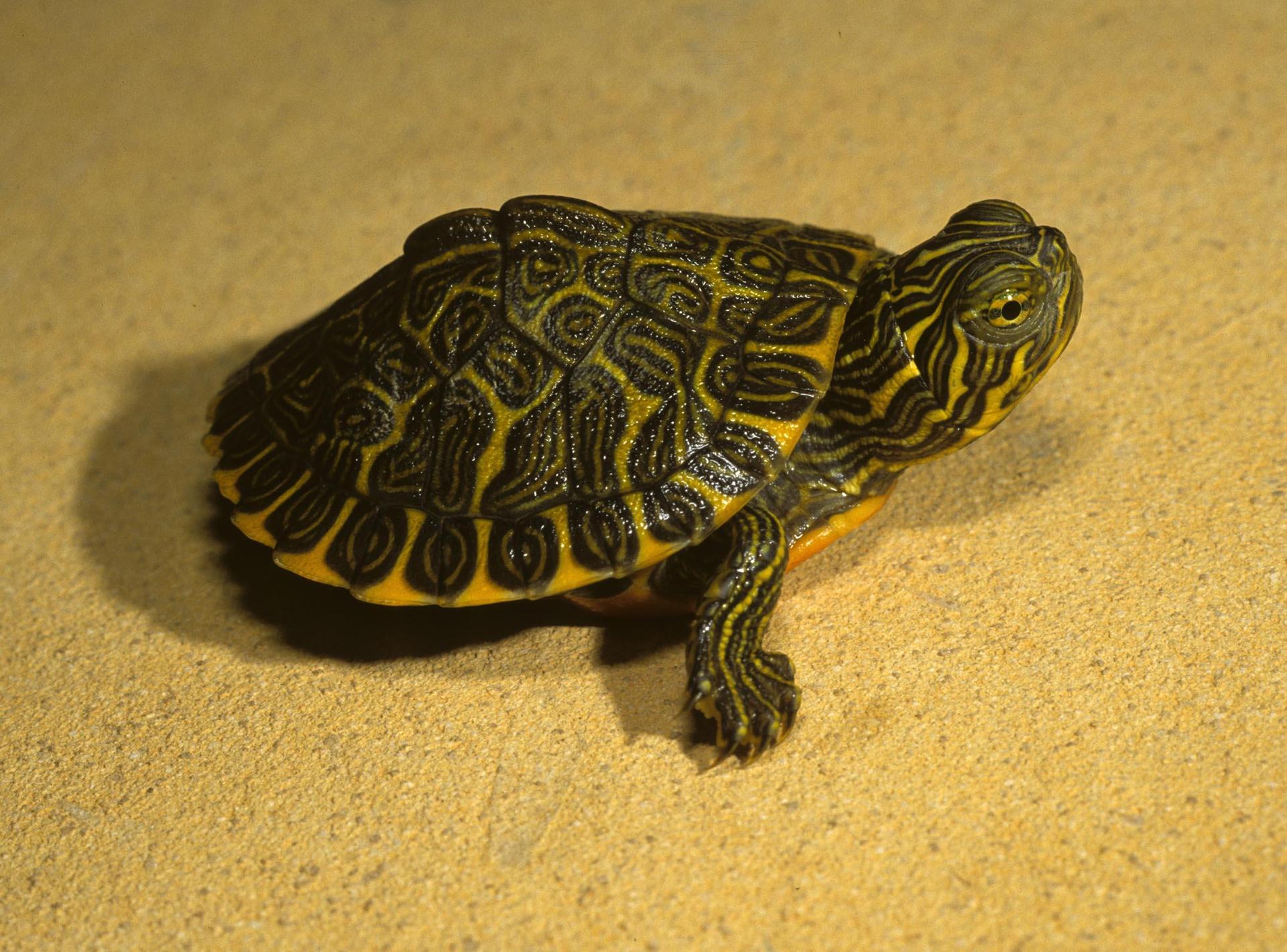 разновидности черепах фото и название