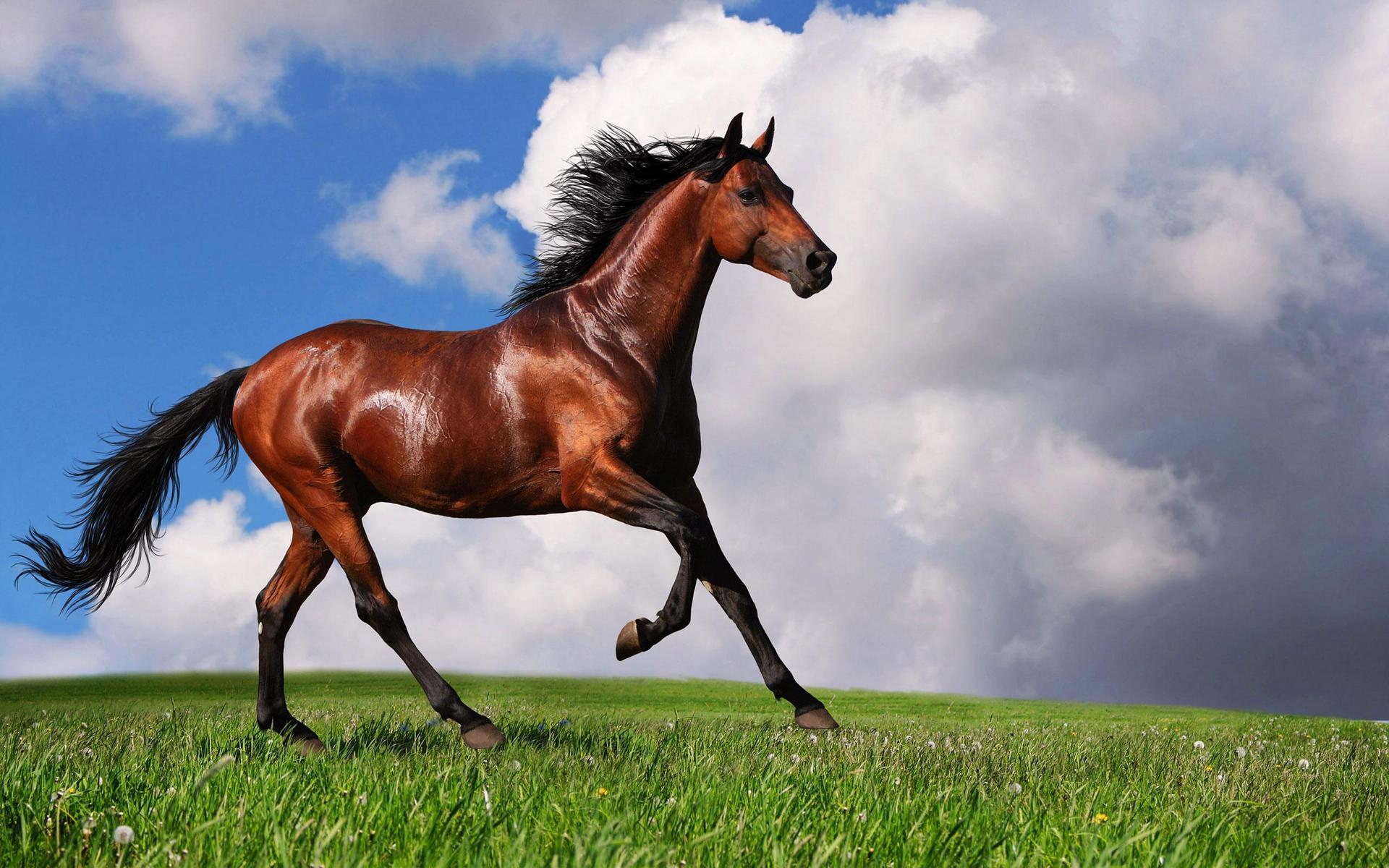Horse Wallpapers HD Download