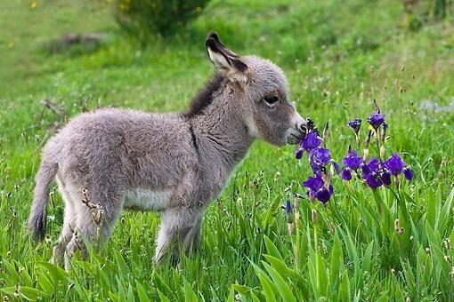 Miniature Donkey Wallpapers HD Download