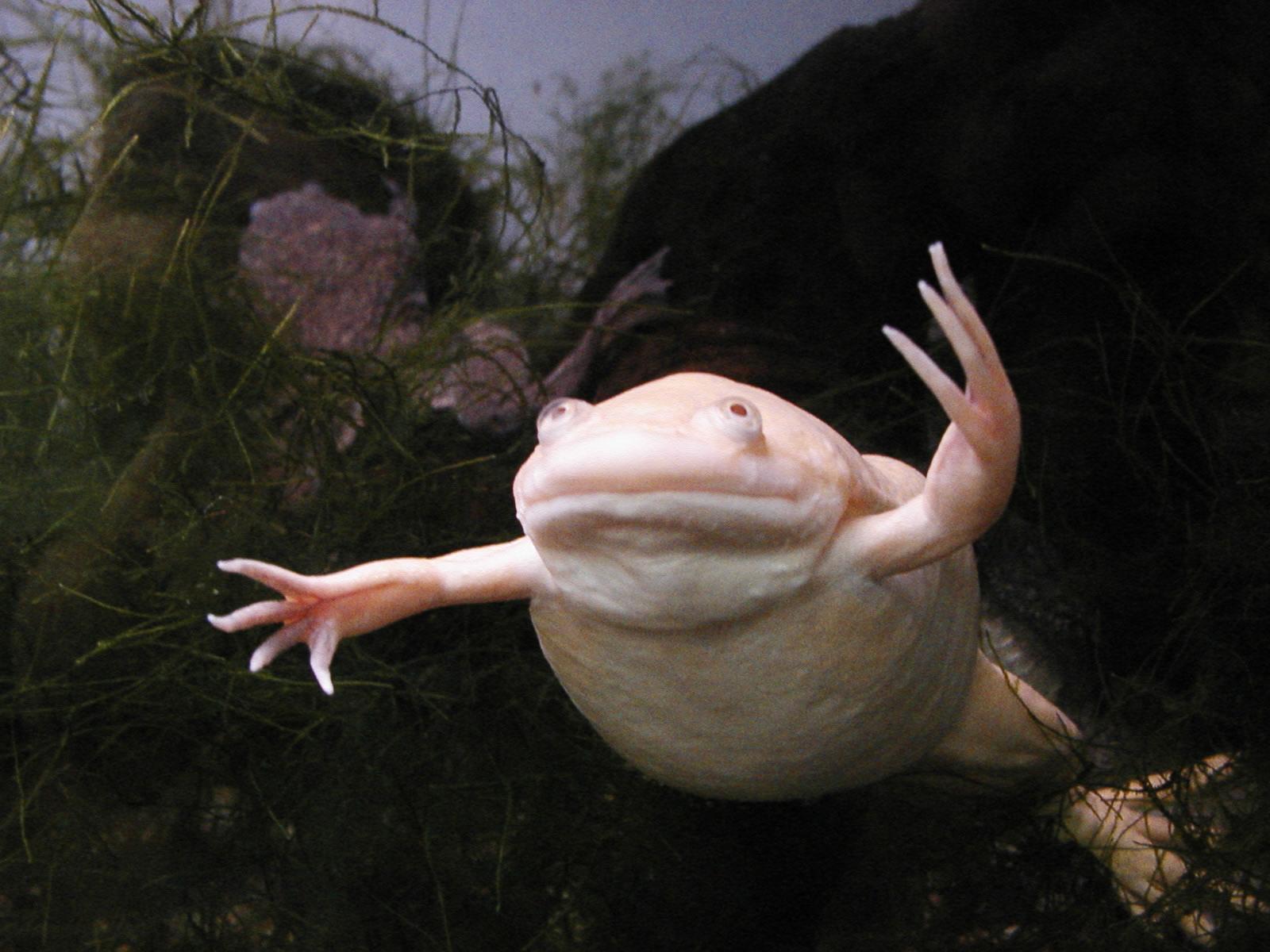 Albino African Clawed Frog funny.