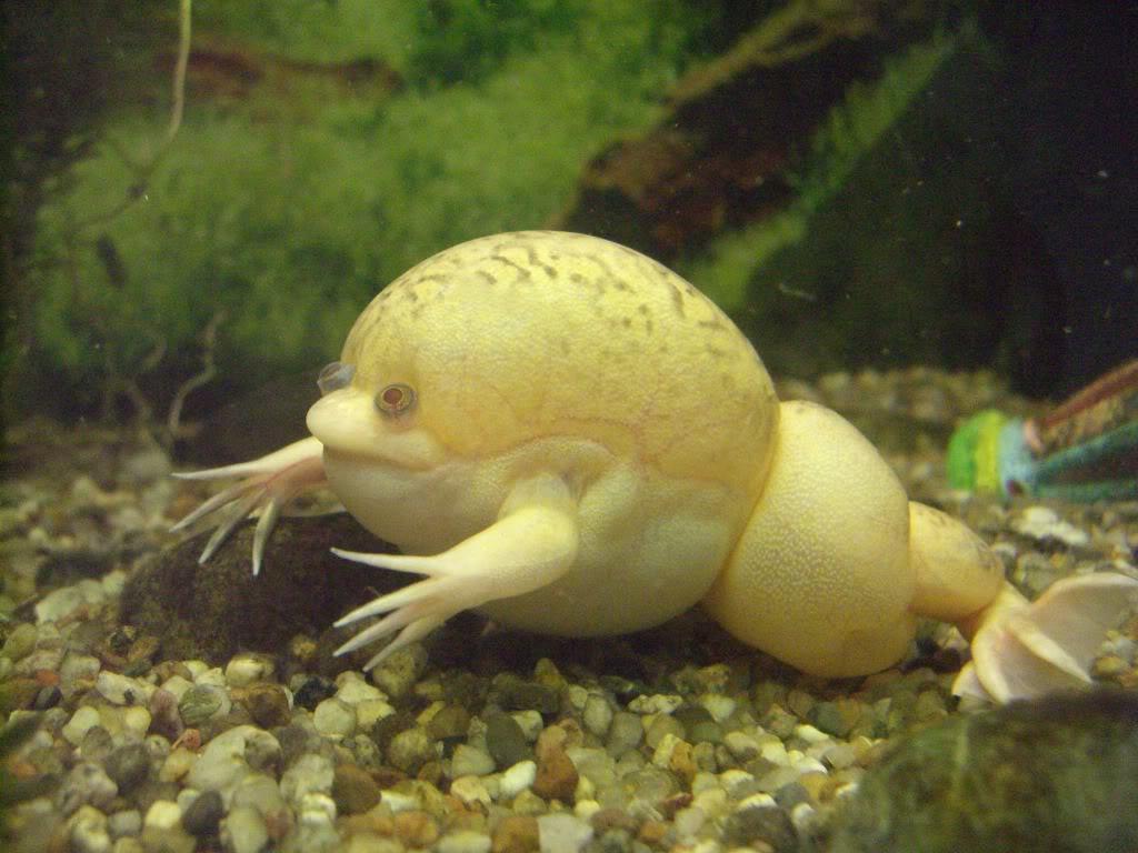 Bloated African Albino Clawed Frog - hzwsdxgfs2
