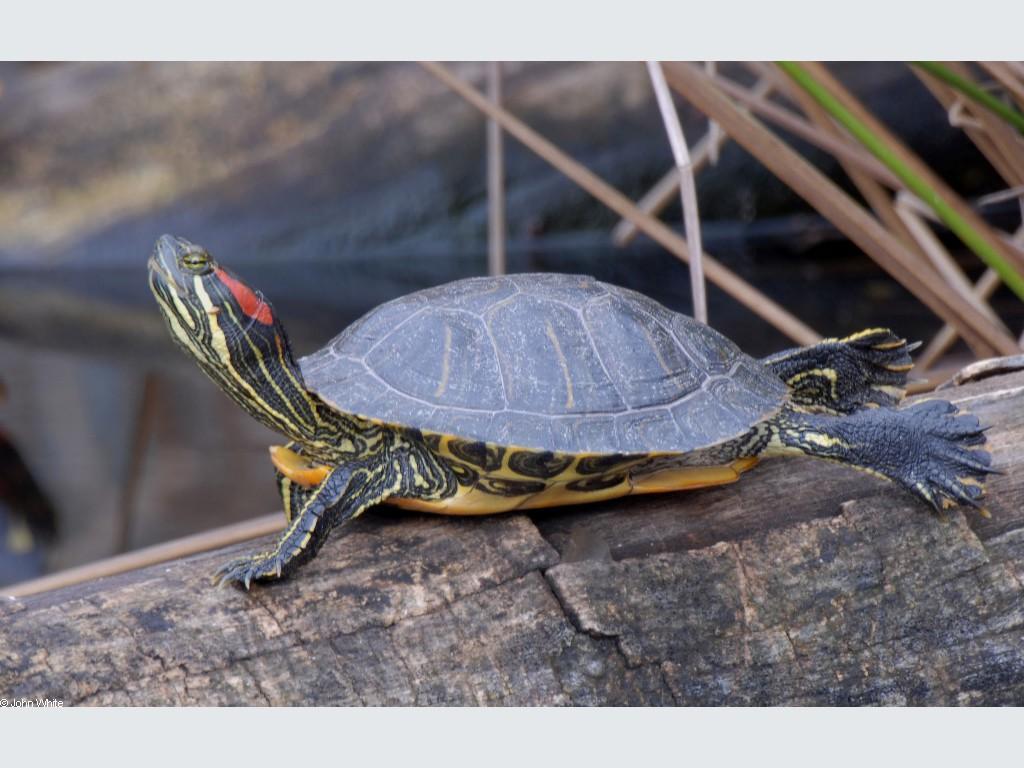 Черепаха рост. Красноухая Пресноводная черепаха. Морская черепаха красноухая. Американская красноухая черепаха. Красноухие Черепашки.