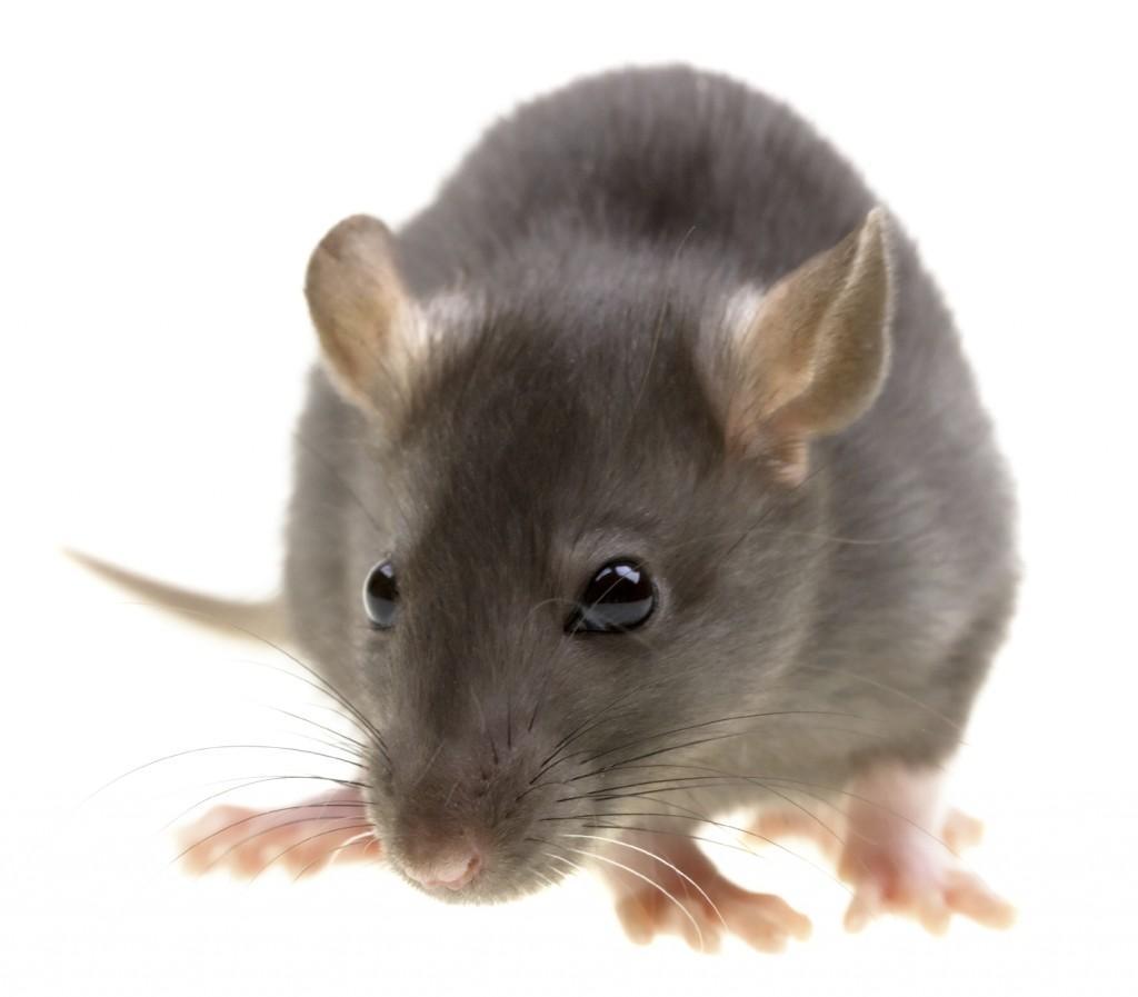 rat-wallpapers-hd-download