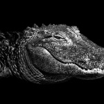 American Alligator desktop