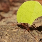 Ants image