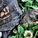 Box Turtle new wallpapers
