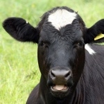 Cow image