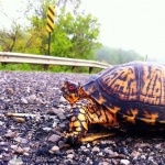 Eastern Box Turtle new wallpapers