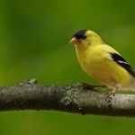 Finch download