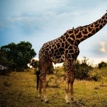 Giraffe funny
