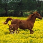 Horse photos