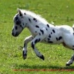 Miniature Horse new wallpapers