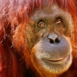 Orangutan hd wallpaper