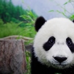 Panda photo