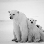 Polar Bears breed