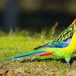 Rosella high quality wallpapers