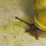 Snail hd wallpaper