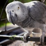 African Grey Parrot pic