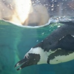 African Penguin pic