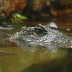 American Crocodile high definition photo