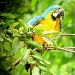 Blue-and-yellow Macaw wallpaper