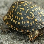 Box Turtle high definition wallpapers