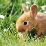 Bunnies images