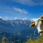 Cow download wallpaper