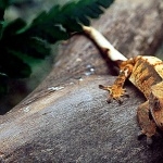 Crested Gecko free