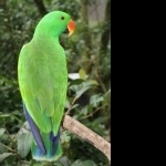 Eclectus Parrot hd photos