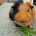 Guinea Pig free wallpapers
