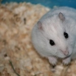 Hamster hd pics