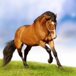 Horse new wallpapers