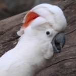 Moluccan Cockatoo images