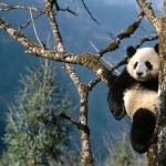 Panda hd wallpaper