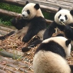 Pandas pics