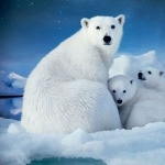 Polar Bears new photos