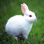 Rabbit download