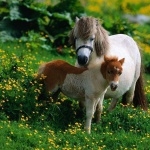 Shetland Pony wallpaper