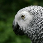 African Grey Parrot widescreen