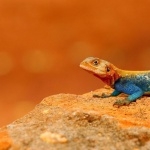 Agama high definition wallpapers