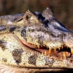 American Crocodile photos
