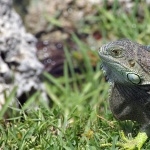 Green Iguana image