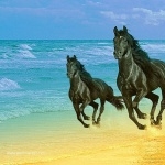 Horse high quality wallpapers