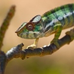 Panther Chameleon high definition photo
