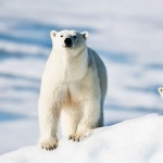 Polar Bears wallpaper