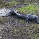 American Alligator high definition photo