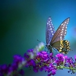 Butterflies free download